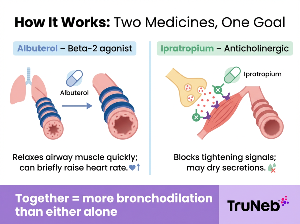 Infographic showing how albuterol and ipratropium work together to open the airways