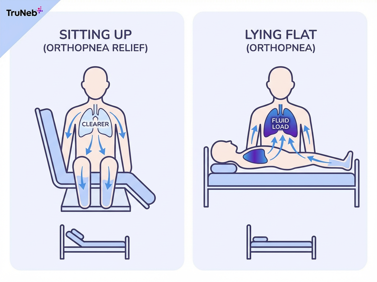 Orthopnea Fluid Shift: Sitting Up vs Lying Flat Infographic showing how body fluid shifts when sitting up versus lying flat in orthopnea
