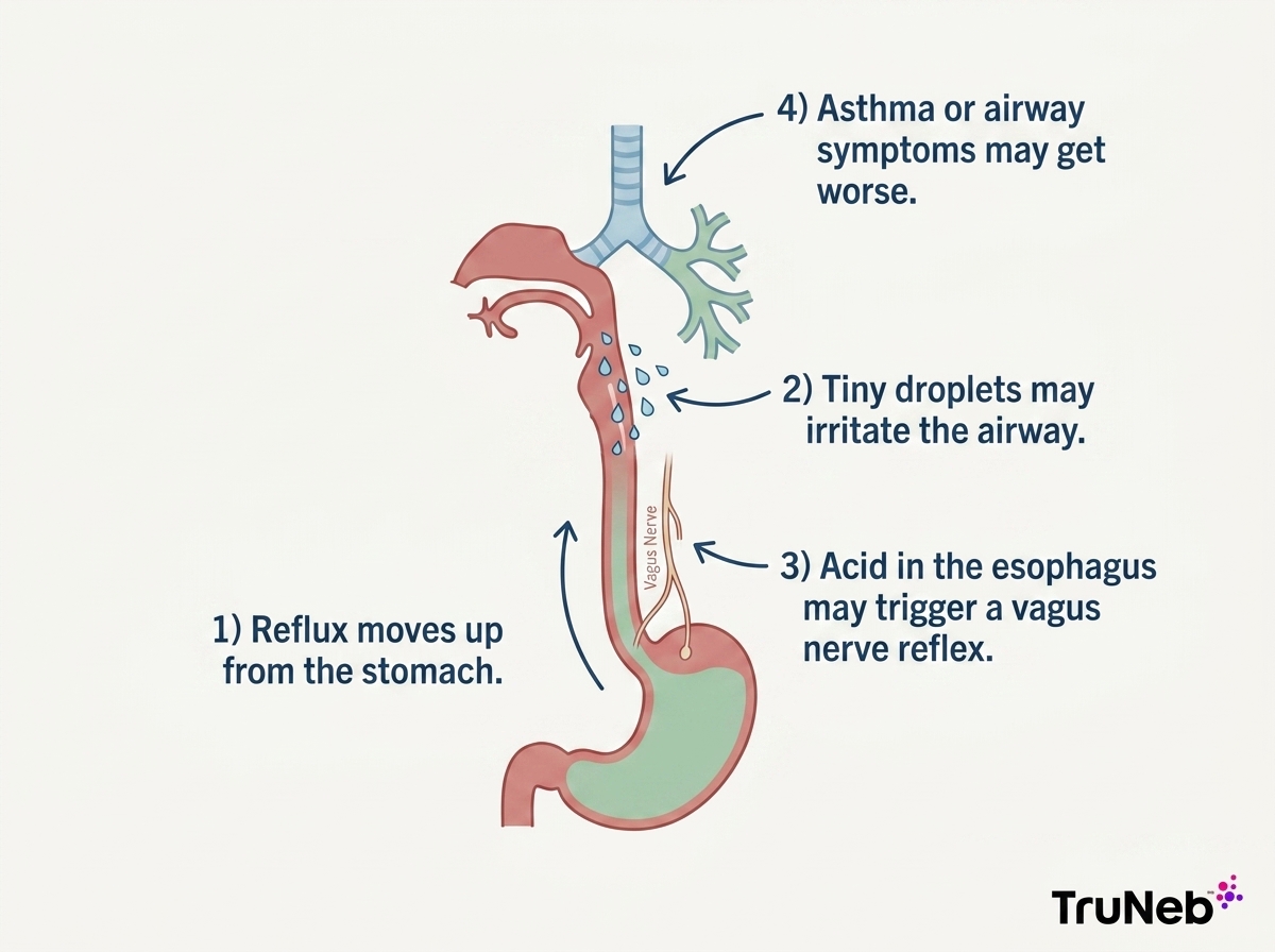 How reflux can affect breathing Diagram showing reflux-related breathing mechanisms including microaspiration, vagus nerve reflexes, airway irritation, and asthma worsening.