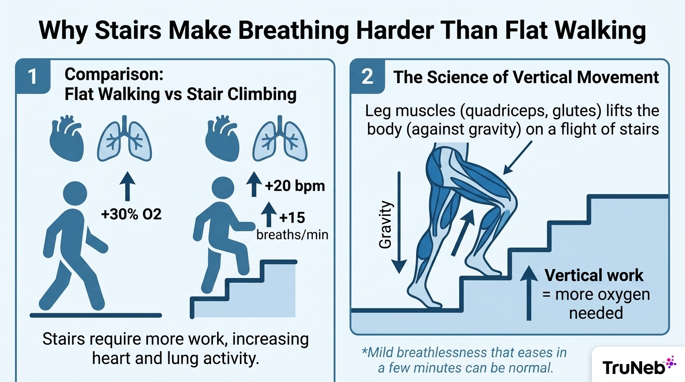 Infographic showing why climbing stairs makes breathing harder than walking on flat ground, highlighting higher oxygen demand for heart, lungs, and leg muscles.